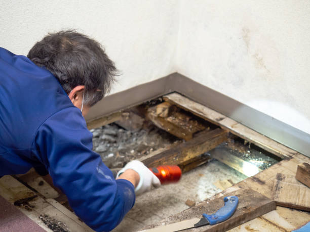 Best Emergency Mold Removal  in Evansville, WY