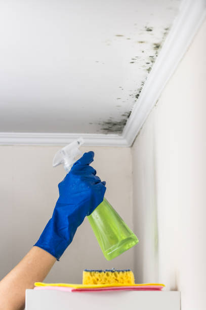 Evansville, WY Mold Removal Company