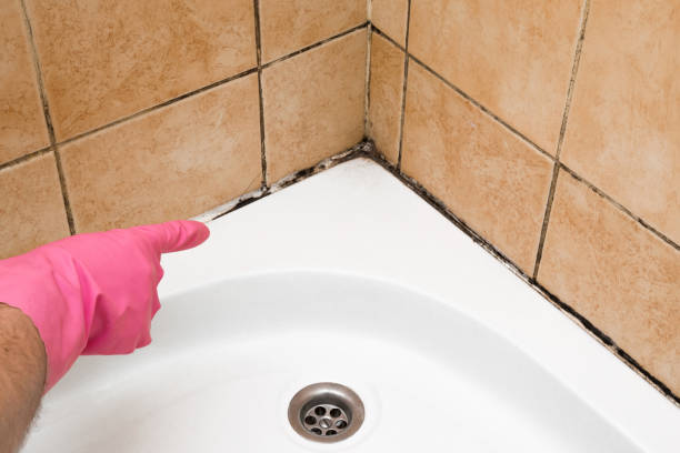 Best Mold Remediation Services  in Evansville, WY